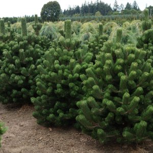 Borovica čierna (Pinus nigra) ´OREGON GREEN´ – výška 130-150 cm, kont. C35L